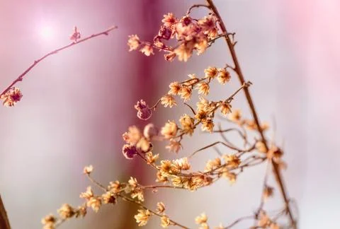 Dry Flowers 库存照片