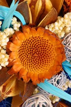 Dry flowers. Stock Photos