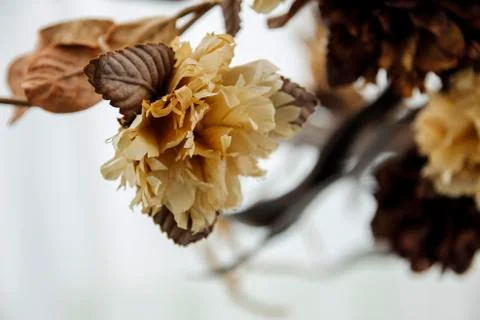Dry flowers Stock Photos