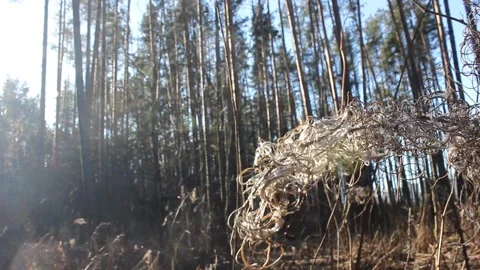 Dry flowers in the pine forest Stock Footage 124358027