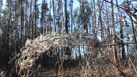 Dry flowers in the pine forest Stock Footage 124358032