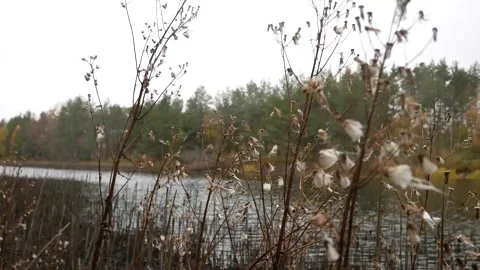 Dry Flowers Wind Stock Footage 139721788