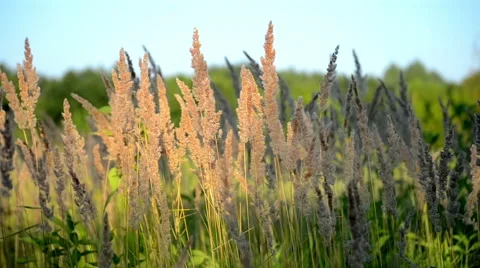Dry fluffy grass on a background of green leaves swaying in the wind Stock Footage 53906982