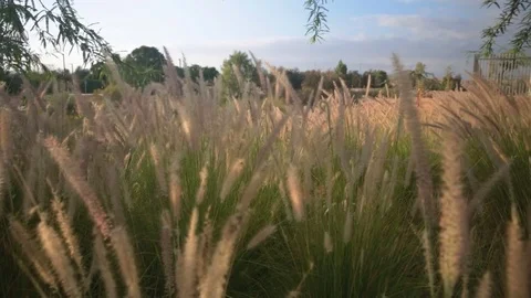 Dry fluffy grass moving on a wind at sunrise Stock Footage 81142592