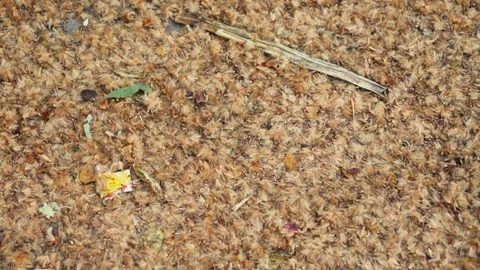 Dry fluffy plane tree seed balls breaking apart in spring, releasing seeds and Stock Footage 336181391