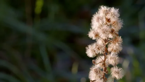 Dry Fluffy Seed Head Close Up Against Green Grass, Soft Natural Light Stock Footage 346112024