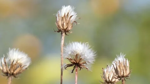 Dry fluffy thistle Sonchus seed heads sway in sunny wind, close-up Vídeo Stock 342735814