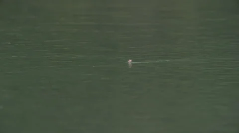 Dry Fly - Fish Take Slow Motion 库存影片 68676601
