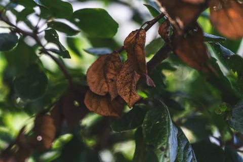 Dry foliage on an apple tree. Blue, orange leaves among the green Stock Photos