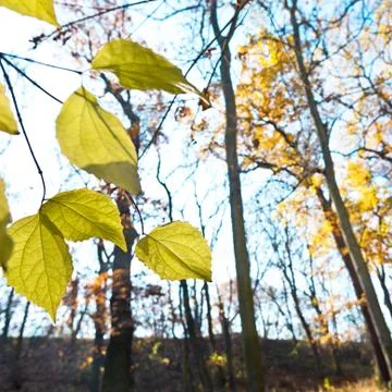Dry foliage in the forest Stock Photos