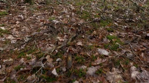 Dry foliage on the moss. Camera movement inside the forest. Video stock 129451387