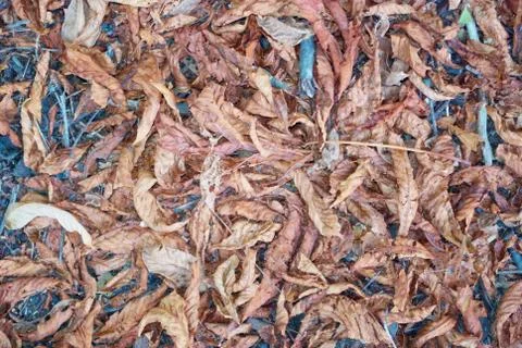 Dry foliage Stock Photos