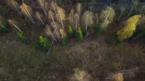 Dry forest disease trees bird eye view aerial on sunset Stock Footage 161788133
