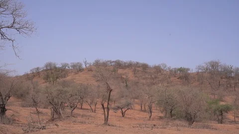 Dry forest during summer Stock Footage 111161289
