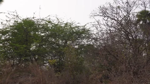 Dry Forest Edge with Sparse Trees Stock Footage 327947688
