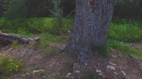 Dry Forest Floor and Fallen Log Stock Footage 333523959