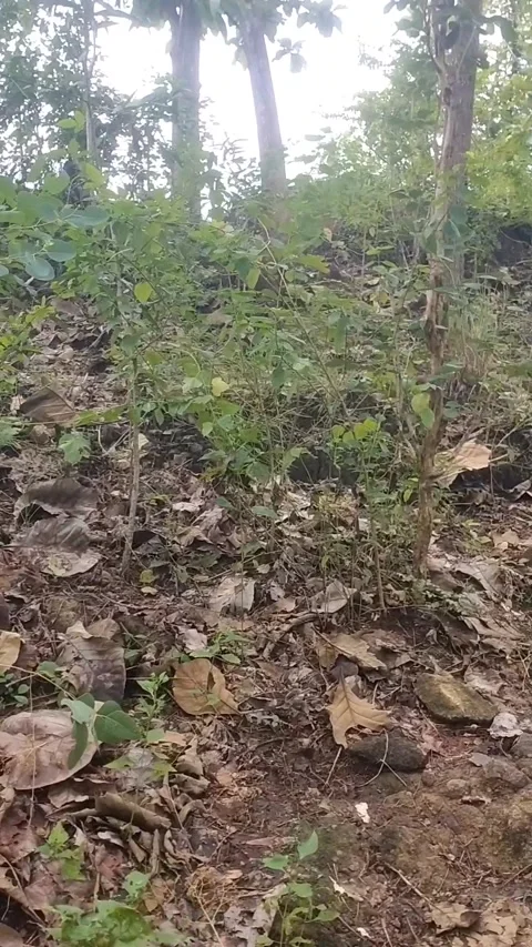 Dry Forest Floor Stock Footage 329558057