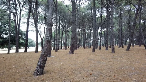 Dry forest Stock Footage 124943016