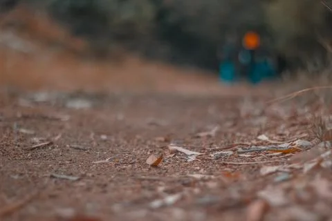 Dry forest ground with shallow focus Foto stock