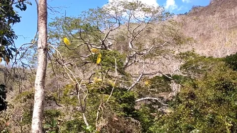 Dry Forest on the Hillside Stock-Footage 341797984