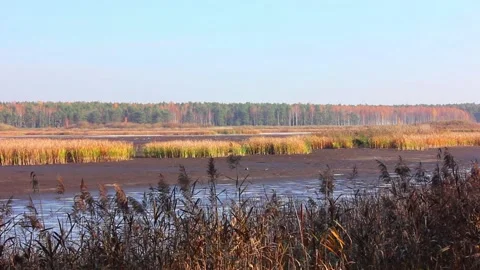 Dry forest lake Видео 123412100