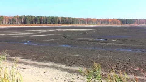Dry forest lake Stock Footage 123412124