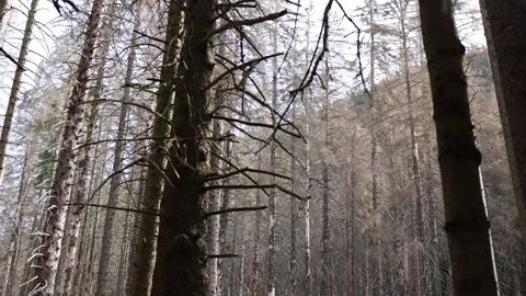 Dry forest with lifeless trees stands in silence their bare branches reaching to Stock Footage 315940463