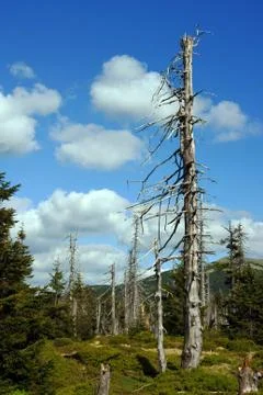 Dry forest in mountains Stock Photos