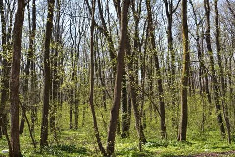 Dry forest Stock Photos