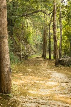 Dry forest Stock Photos