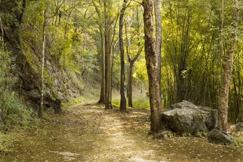 Dry forest Stock Photos