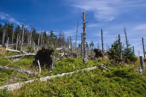 Dry forest Stock Photos