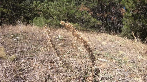 Dry Forest Plants In the Wind Closeup Video stock 116783896