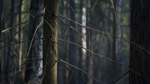 A dry forest with sharp branches. The Impenetrable thicket Stock Footage 315402318