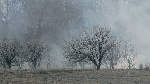 Dry forest in the smoke Stock Footage 110726558