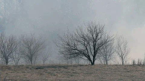 Dry forest in the smoke Stock Footage 110727229