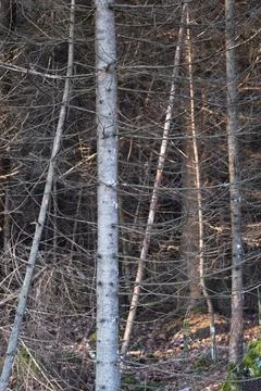 Dry forest without leaves only branches. Damaged tree without leaves Stock Photos