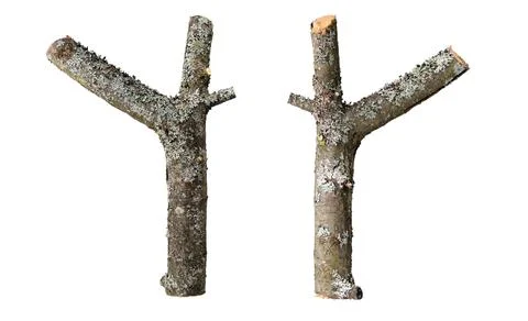 Dry forked apple tree branches isolated not white. Stock Photos