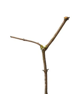 Dry forked branch isolated. Stock Photos