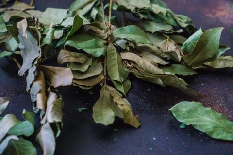 Dry fragrant laurel tree branches along with dried leaves on the table. Stock Photos