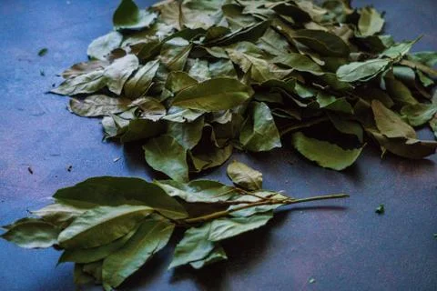 Dry fragrant laurel tree branches along with dried leaves on the table. Stock Photos