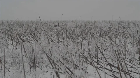 Dry frozen grass sways in the wind in the winter in the field. Ukraine. Stock Footage 71236732