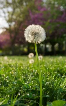 Dry Fruit Dandelion 스톡 사진