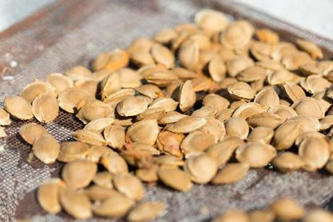 Dry fruit kernel of apricot to dry under the sun Stock Photos