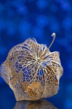 Dry fruit of physalis close-up Stock Photos
