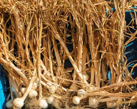 Dry garlic Stock Photos