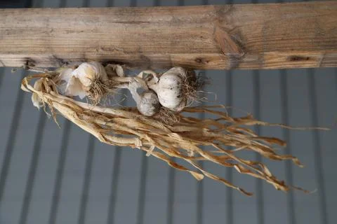 Dry garlic Stock Photos