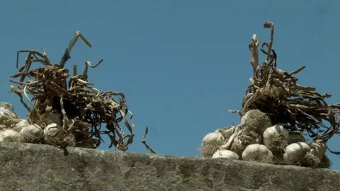 Dry garlic in the sun Stock Footage 77839216