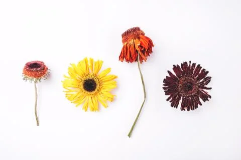 Dry gerbera flowers pattern on white background. Stock Photos