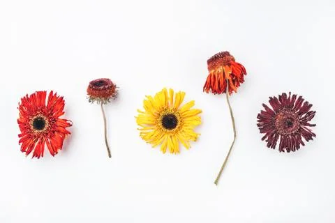 Dry gerbera flowers pattern on white background. Stock Photos